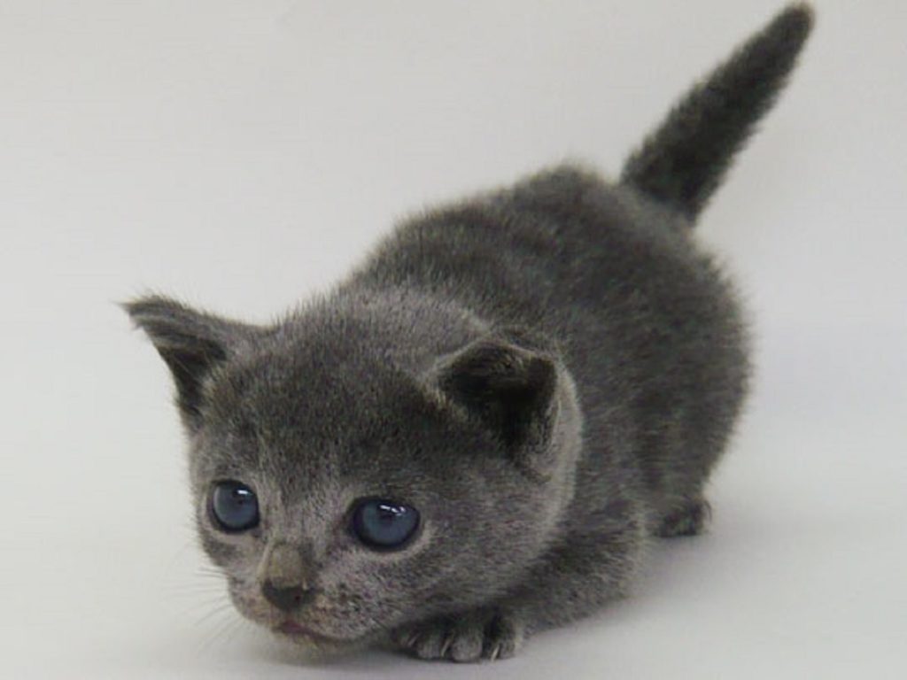 ロシアンブルー Russian Blue 猫のルナcat Kittenの生活